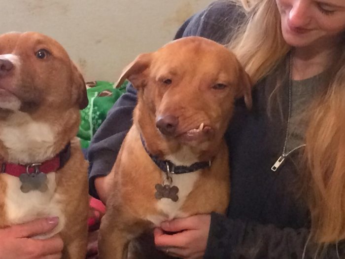 כלב עם לסת עקומה