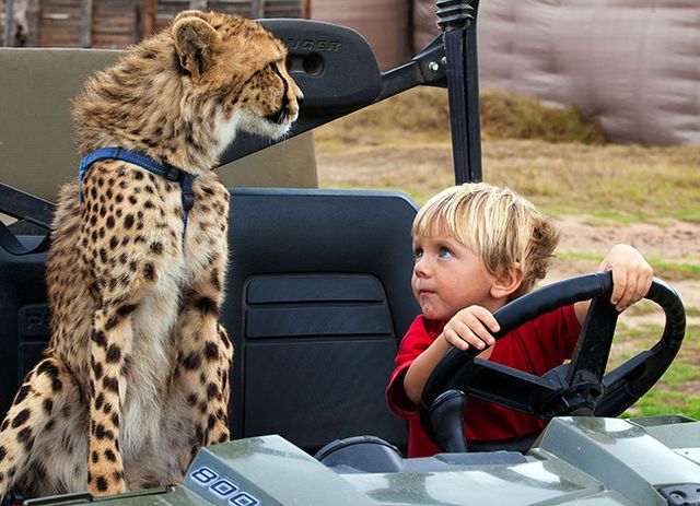 חברות בין חיות לילדים