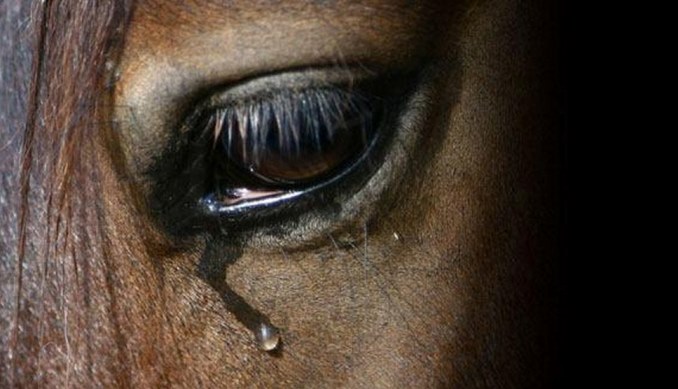 דמעות של סוס