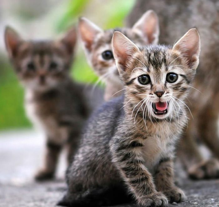 איך לצלם חתולים