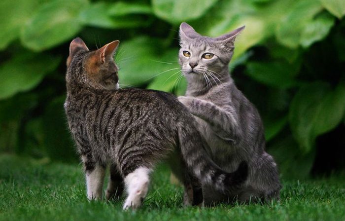 איך לצלם חתולים