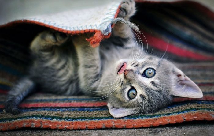 איך לצלם חתולים