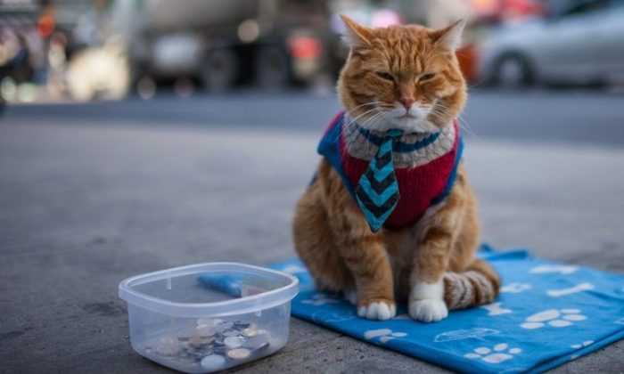 איך לצלם חתולים