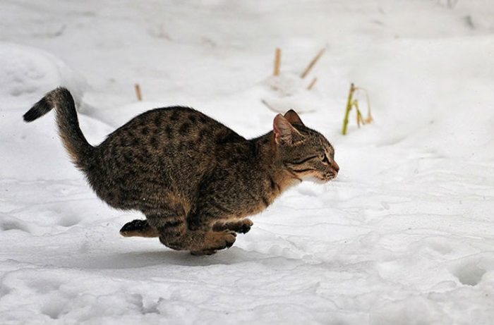 איך לצלם חתולים