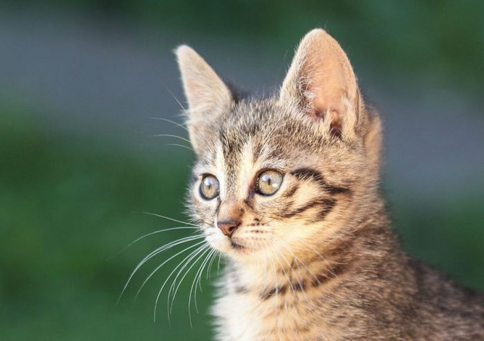 איך לצלם חתולים
