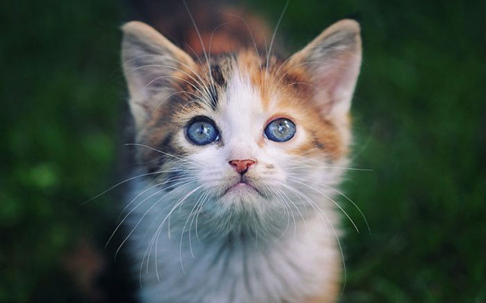 איך לצלם חתולים