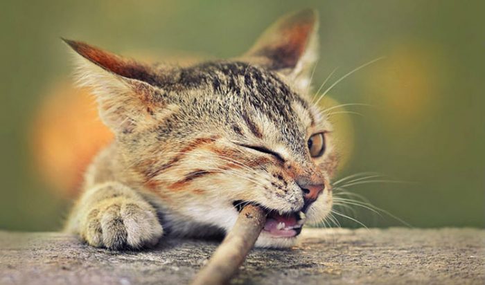 איך לצלם חתולים