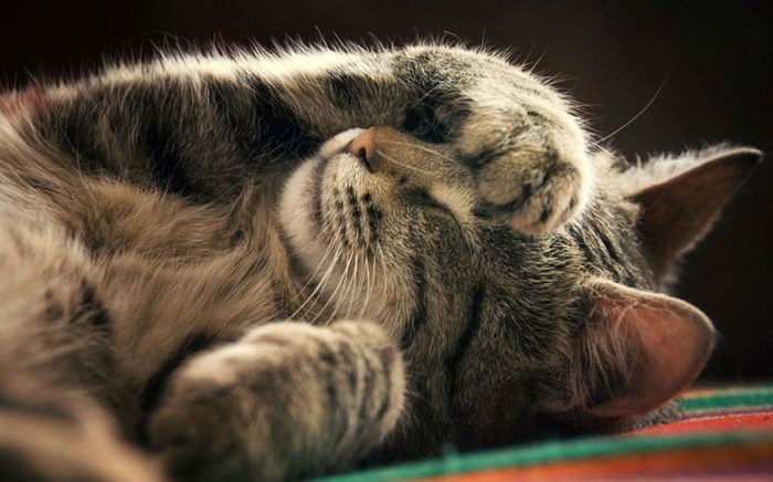 איך לצלם חתולים