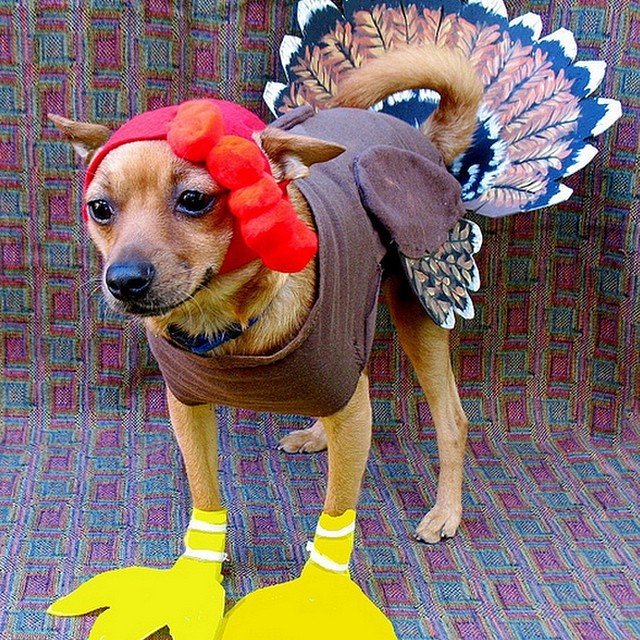 כלב בתחפושת של הודו