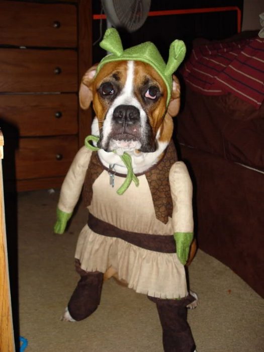 כלב מחופש לשרק