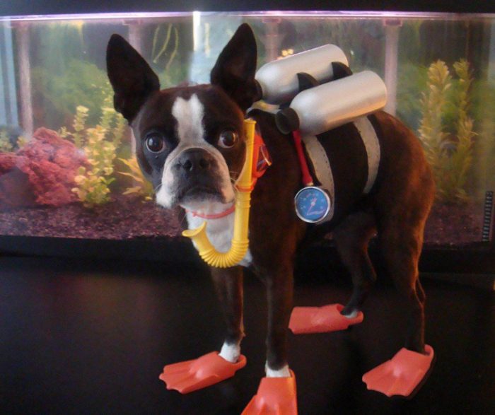 כלב בחליפת צלילה