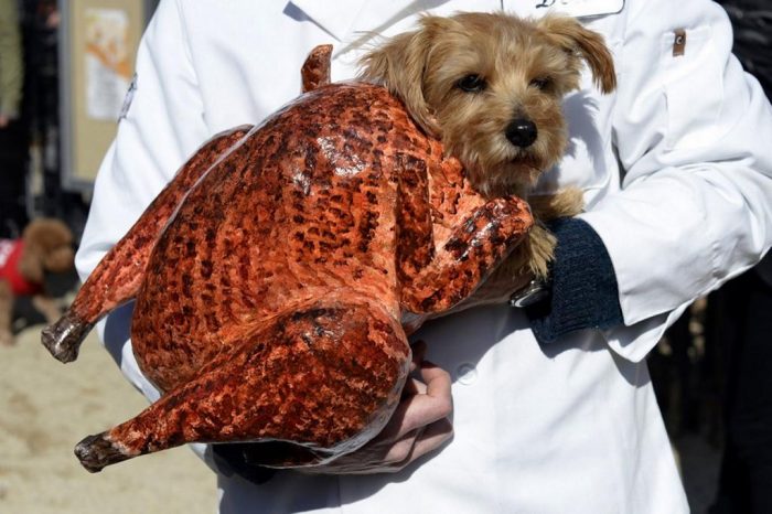 כלב מחופש לעוף בגריל