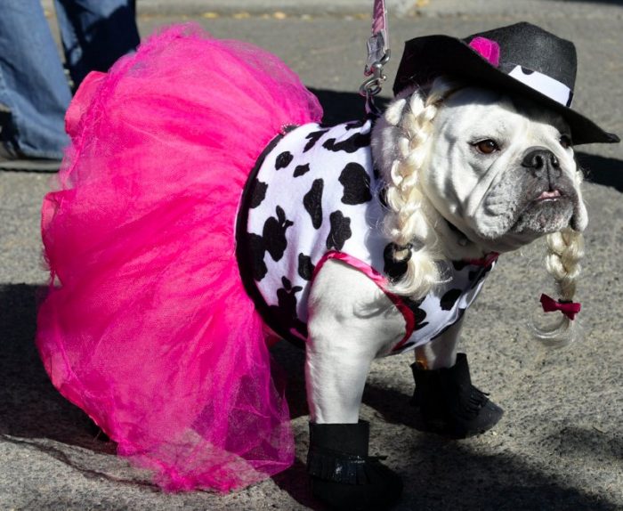 כלב בחליפה זוהרת