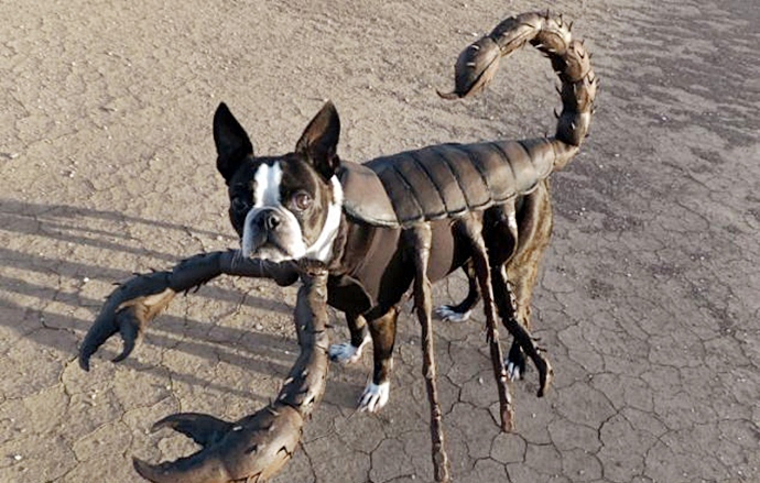 כלב בתחפושת של עקרב