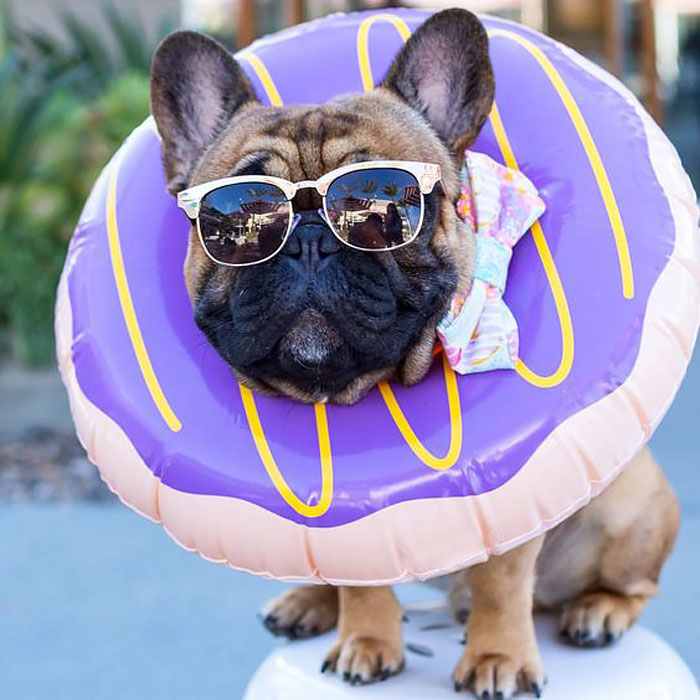 כלב בתחפושת של סופגנייה