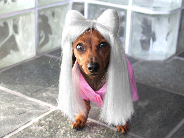 הכלב התחפש לדיווה זוהרת