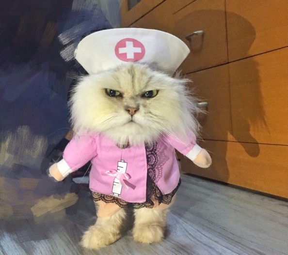 התלבושות הכי מטופשות לחתולים