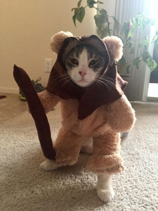 התלבושות הכי מטופשות לחתולים