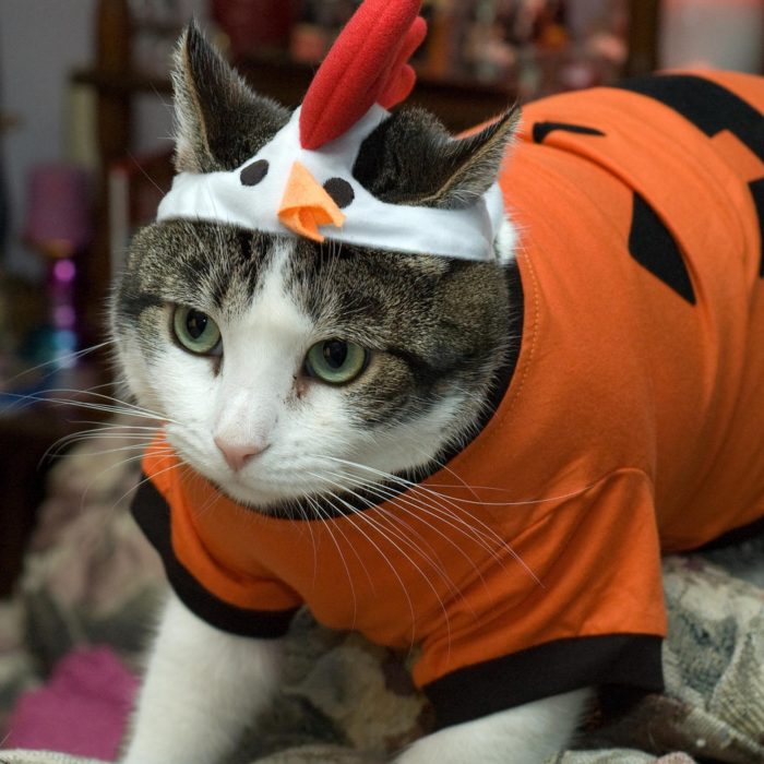 התלבושות הכי מטופשות לחתולים