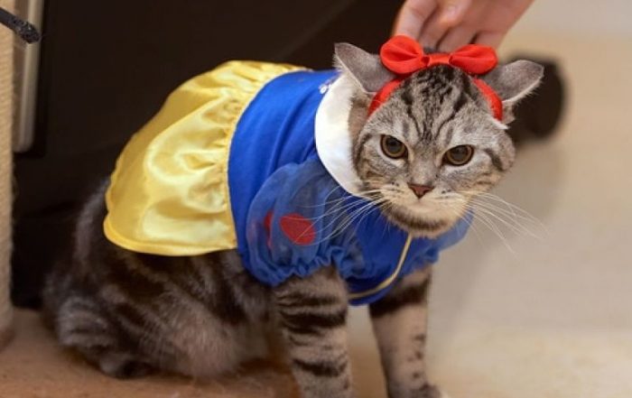 התלבושות הכי מטופשות לחתולים