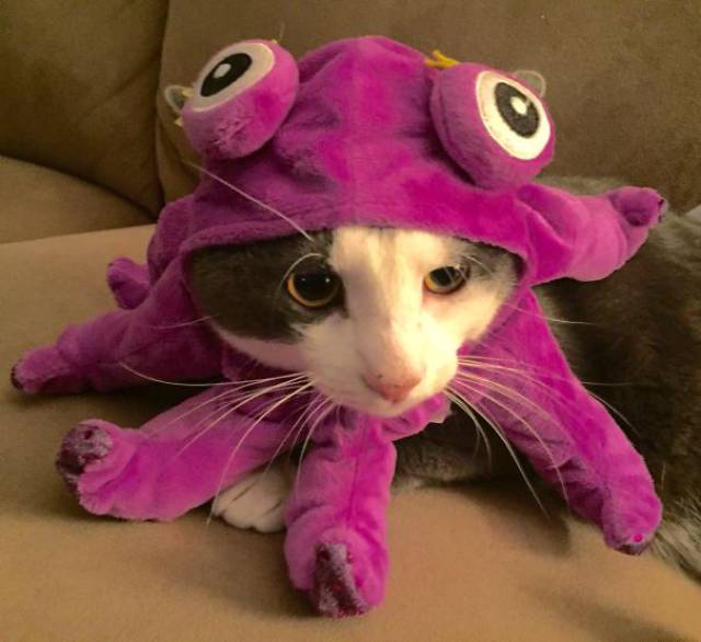 התלבושות הכי מטופשות לחתולים