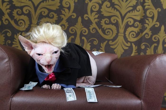 התלבושות הכי מטופשות לחתולים