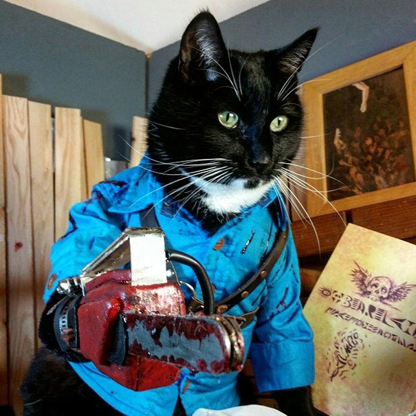 התלבושות הכי מטופשות לחתולים