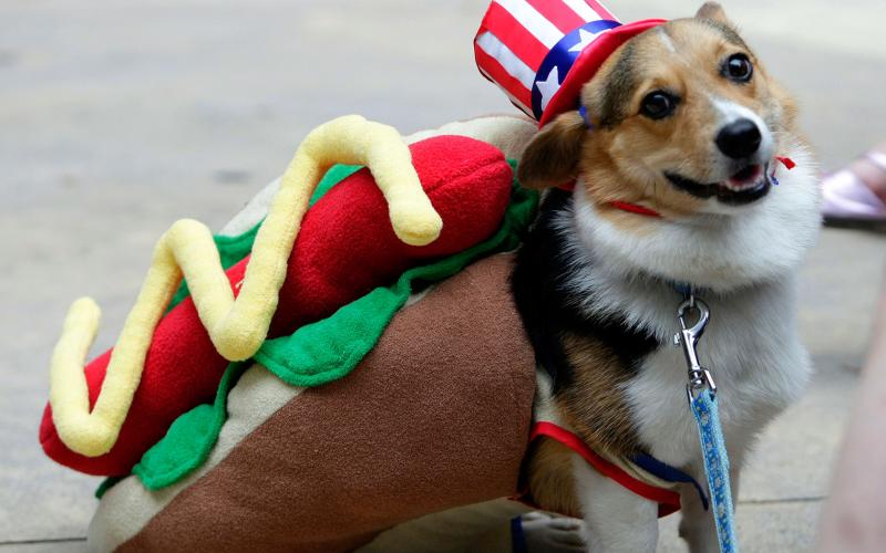 בגדי הכלבים המוזרים ביותר: יופי או טירוף