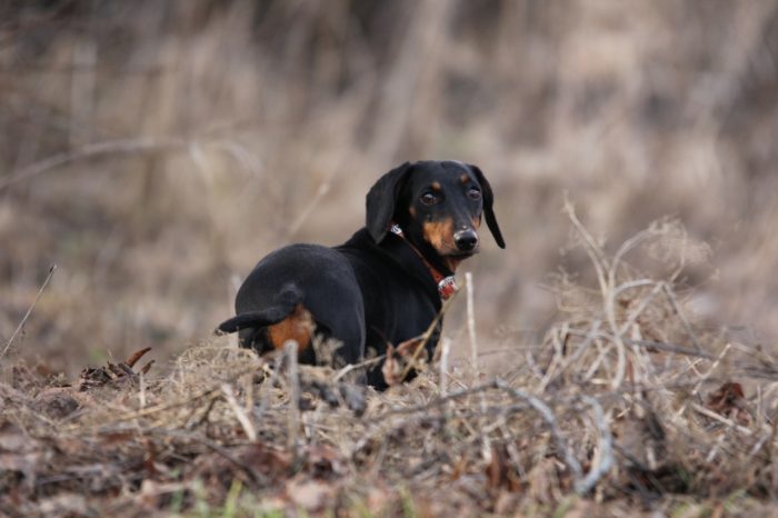 איך לצלם כלבים