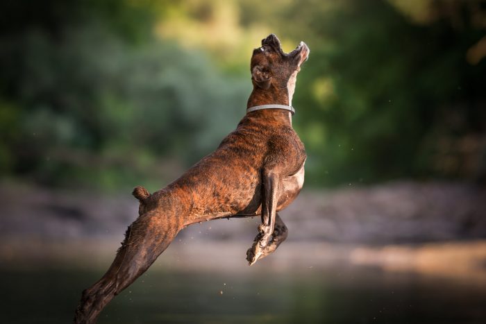 איך לצלם כלבים