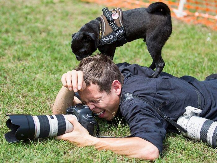 איך לצלם כלבים