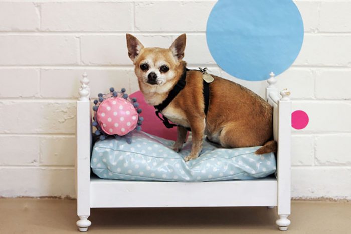 איך לצלם כלבים