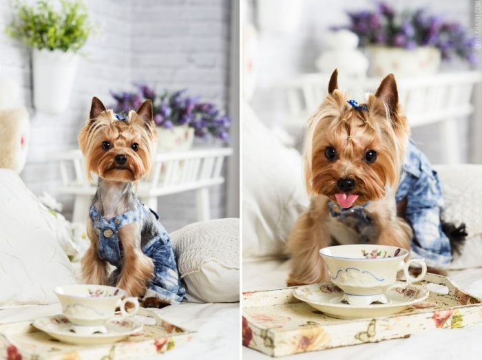 איך לצלם כלבים