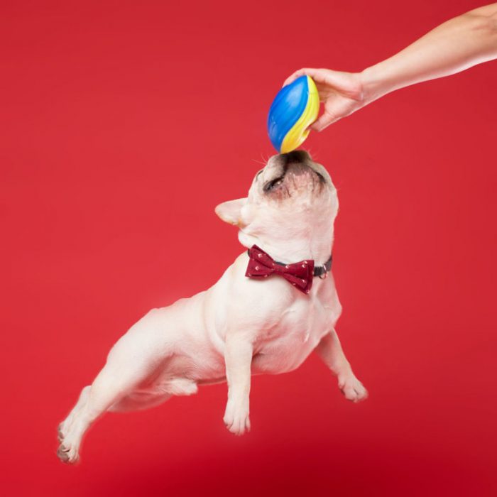 איך לצלם כלבים