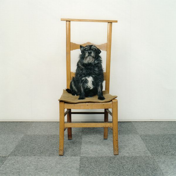 איך לצלם כלבים