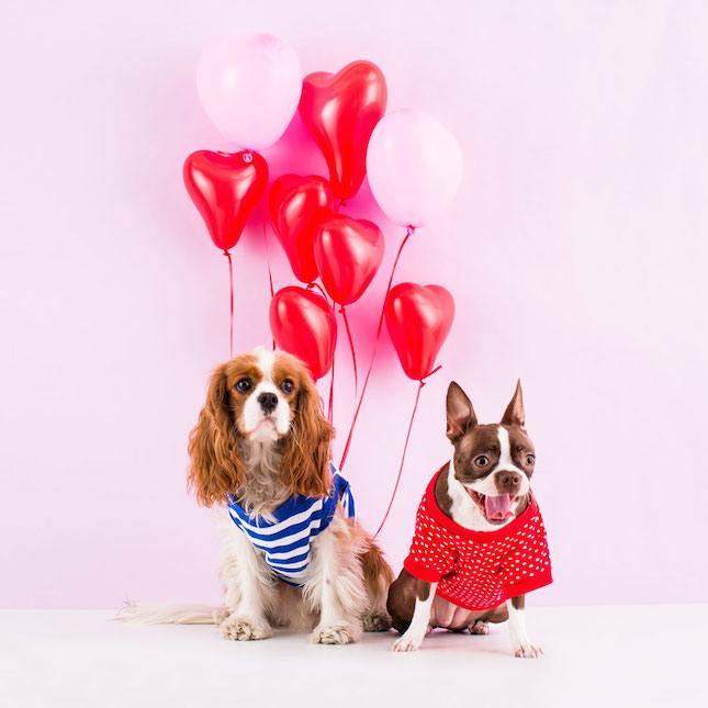 איך לצלם כלבים