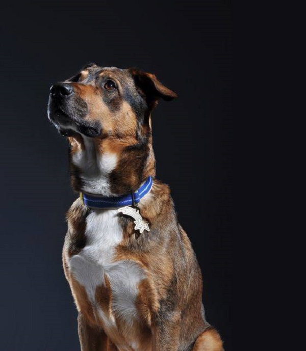 איך לצלם כלבים