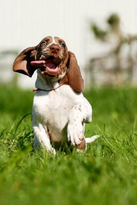 איך לצלם כלבים