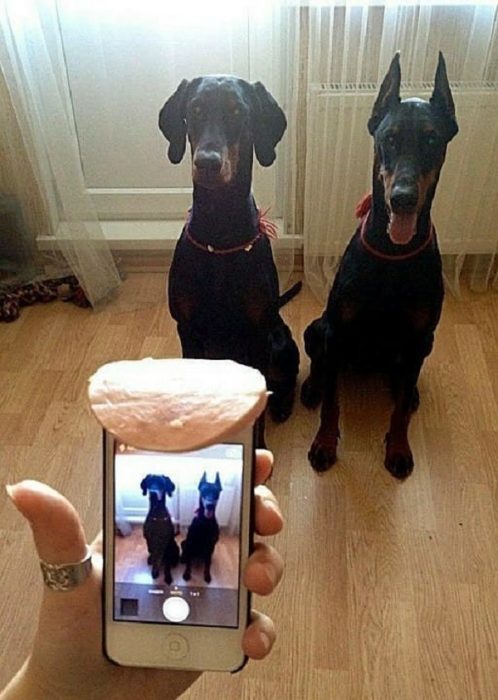 איך לצלם כלבים