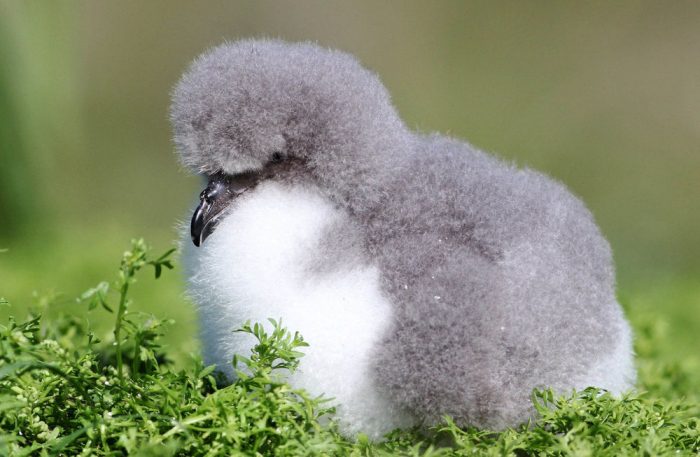 אלבטרוס בגיל צעיר