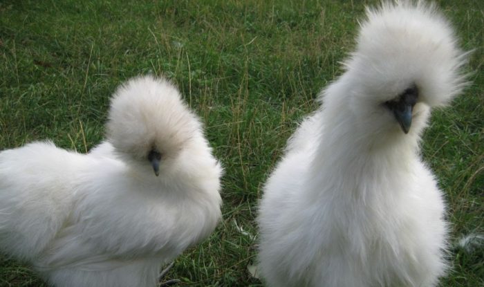 תרנגולות סיניות משי