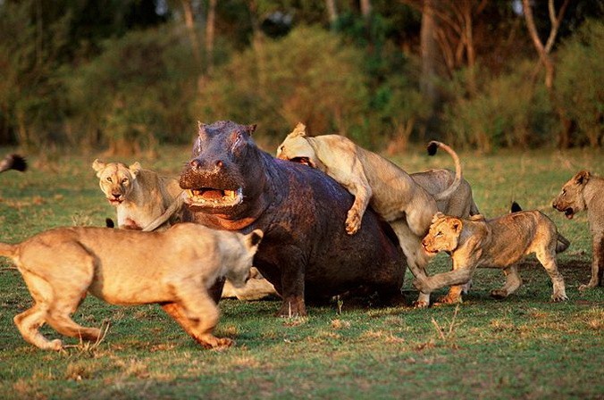 קרבות בעלי חיים בטבע
