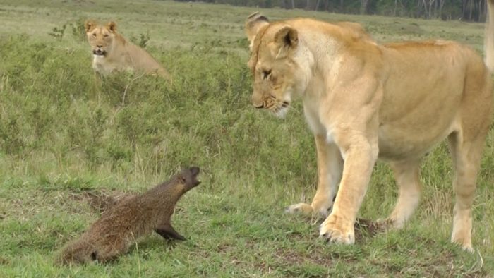 קרבות בעלי חיים בטבע