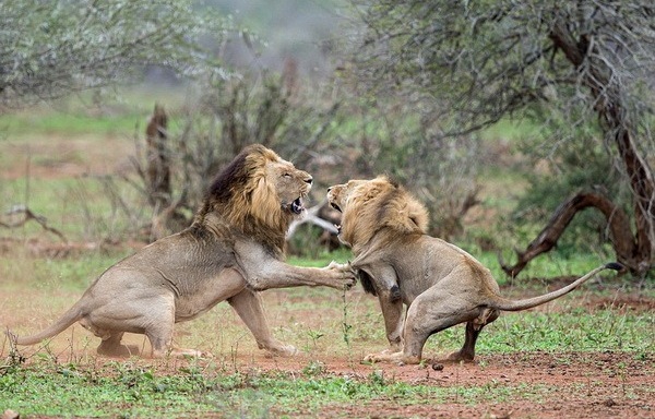 קרבות בעלי חיים בטבע