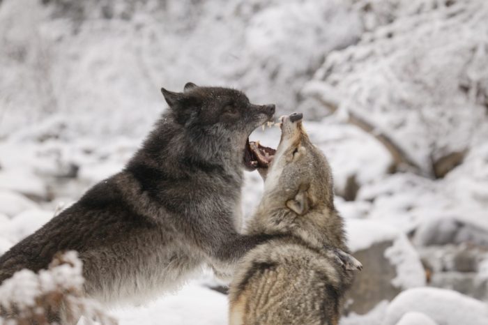 קרבות בעלי חיים בטבע
