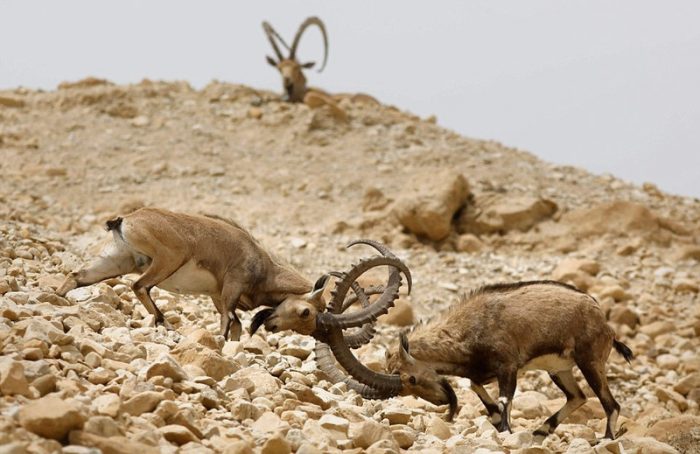קרבות בעלי חיים בטבע