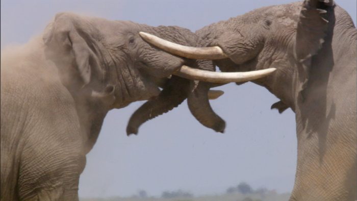 קרבות בעלי חיים בטבע