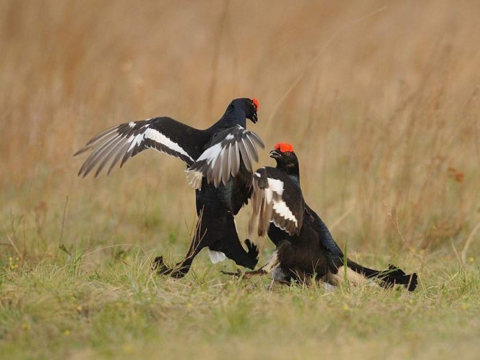 קרבות בעלי חיים בטבע