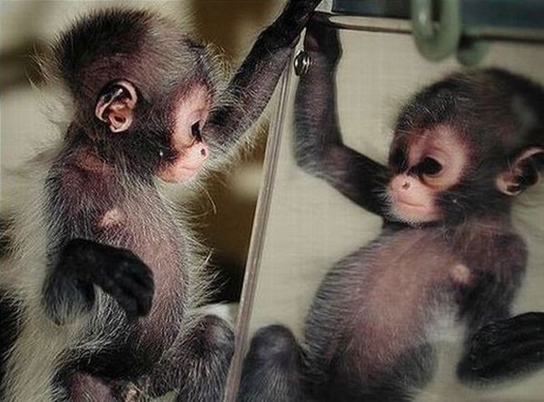 תגובות של בעלי חיים למראות - תמונות מדהימות