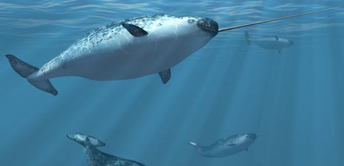 נרלוואל בין לווייתני בלוגה